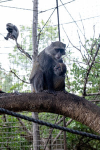Low angle view of sitting on tree at zoo