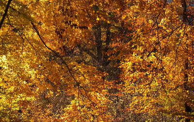 Scenic view of autumnal trees