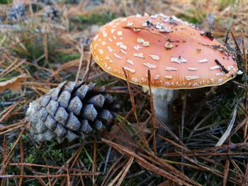 Close-up of fly agaric mushroom