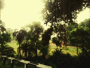 Trees growing in park