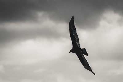 Low angle view of bird flying against sky