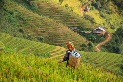 View of rice paddy against clear sky