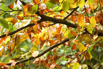 Full frame shot of tree with yellow leaves