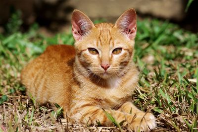 Portrait of ginger cat on field