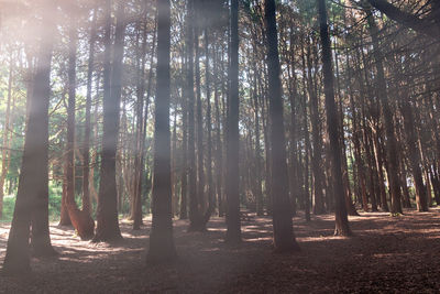 Sunlight streaming through trees in forest