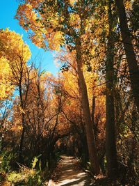 Road passing through forest