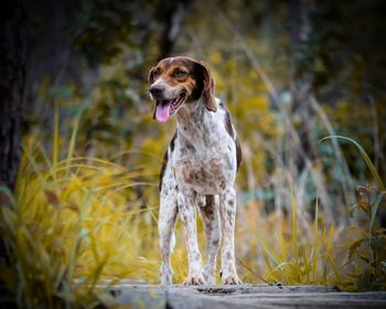 Dog standing in grass