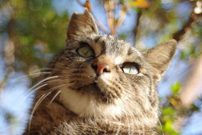 Close-up portrait of cat