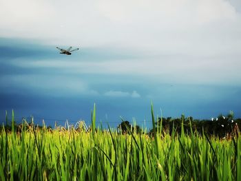 Airplane flying over agricultural field against sky