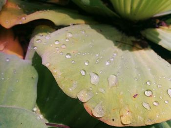 Close-up of water drops on leaves