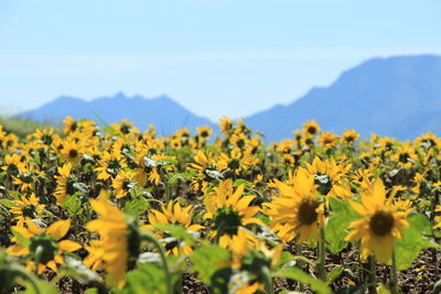 Sunflowers growing on field