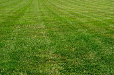 High angle view of green field