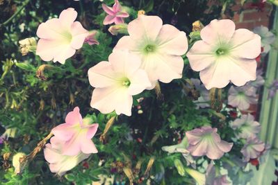 Close-up of pink flowers