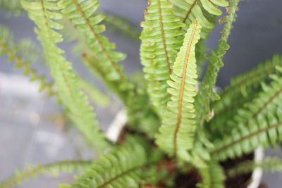 Close-up of fern leaves