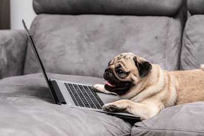 Dog looking away while sitting on sofa