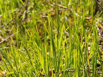 Close-up of grass growing on grassy field