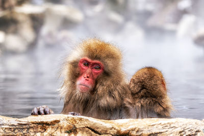 Snow monkeys, japanese macaque, relaxing by the hot spring water in jigokudani monkey park, japan.