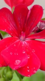 Close-up of wet red flower blooming outdoors