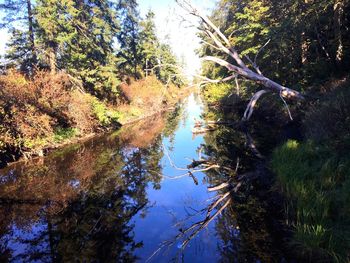Reflection of trees in river against sky