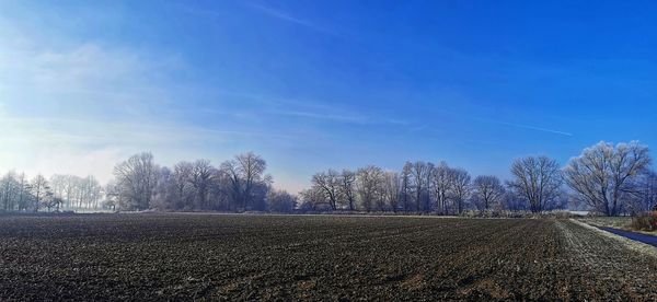 Bare trees on field against sky