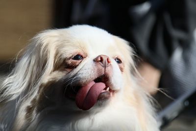 Close-up of dog looking away while sticking out tongue