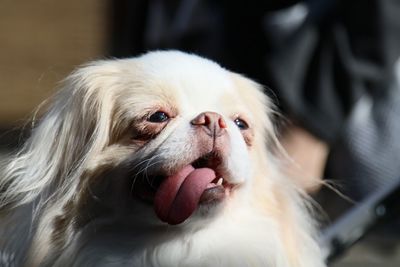 Close-up of dog looking away