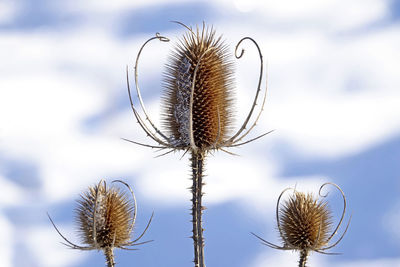 Close-up of dried plant against sky