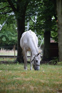 Horse grazing on field