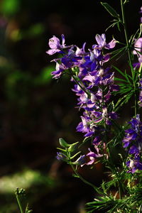 Close-up of purple flowers