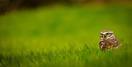 Owl on green grass