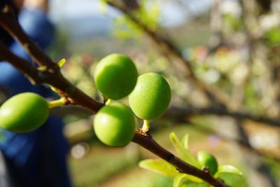 Close-up of fruits on tree