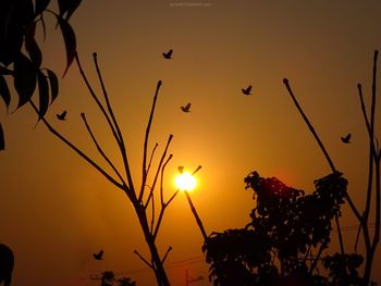 Silhouette tree against sky during sunset