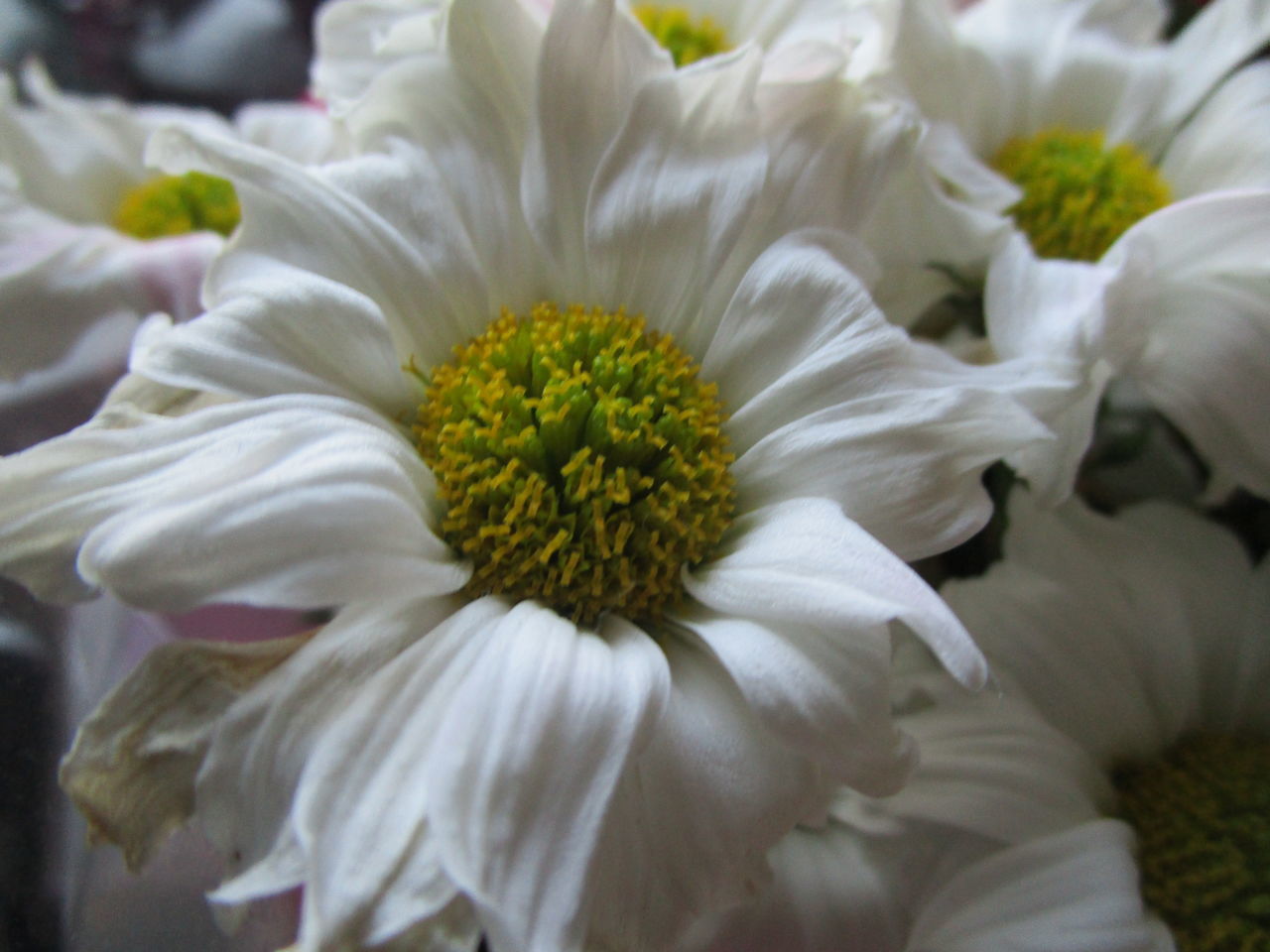 FULL FRAME SHOT OF WHITE FLOWERING PLANTS