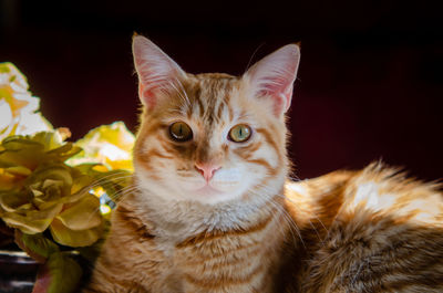 cat