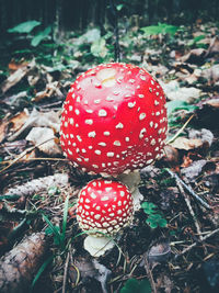 Close-up of fly agaric mushroom on field