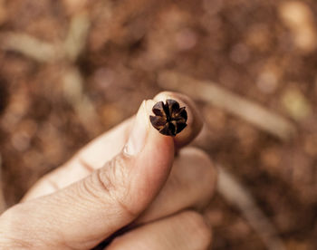 Close-up of cropped hand holding plant