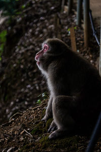 Monkey chilling out at arashiyama monkey park, kyoto, japan