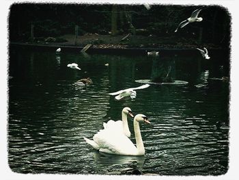 Swan swimming in lake