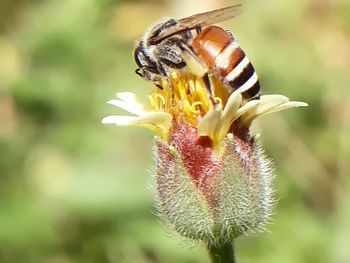 Close-up of insect on flower