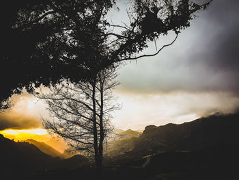 Silhouette tree against sky during sunset