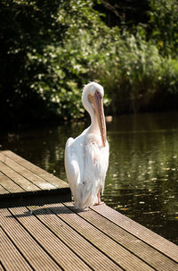 Close-up of swan on wood by lake