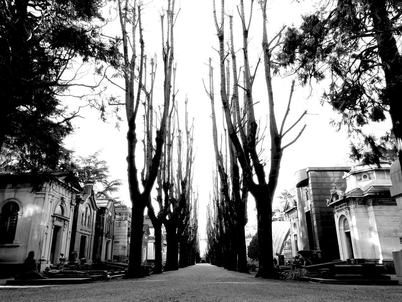 tree, building exterior, architecture, built structure, the way forward, street, tree trunk, bare tree, transportation, road, day, diminishing perspective, branch, outdoors, city, clear sky, treelined, house, footpath, sky