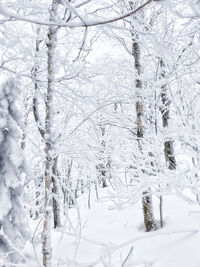 Trees on snow covered land