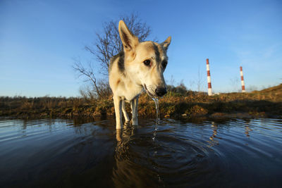 Horse standing in a lake