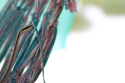 Close-up of rope tied to metal