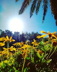Low angle view of yellow flowering plants on field against bright sun