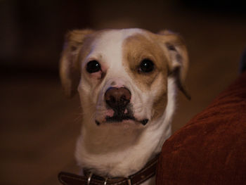 pet