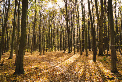 Trees in forest