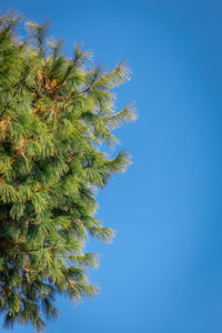 Low angle view of palm tree against clear blue sky