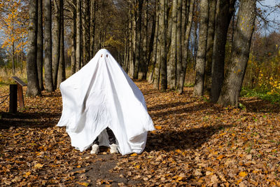 Rear view of woman standing in forest